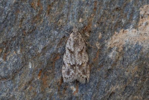 Réf. 216 385 : Symmoca signatella